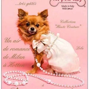 Visitez notre show room Forpetsonly toute la collection et collection speciale 