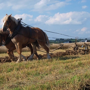 Fete de la moisson a Foy