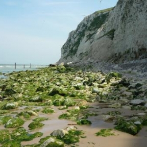 Cap Blanc Nez : Les falaises constituent un site important de nidification grace aux anfractuosites et petites cavernes de la paroi crayeuse 