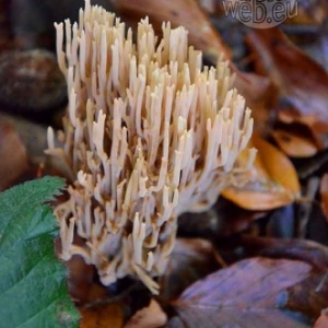 Promenade champignons-1071