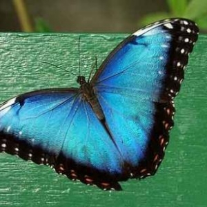 Morpho-peleides_blad