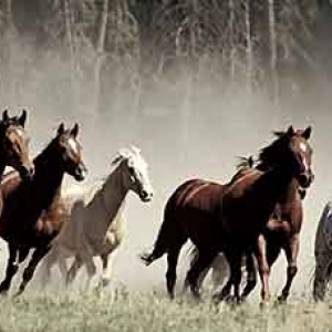 transport de chevaux