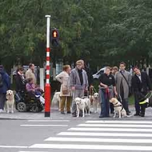 Chiens pour aveugles