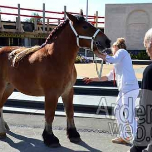 Cheval de trait ardennais-511