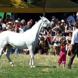 Fete du Cheval 2007-video 18