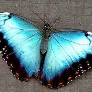 Morpho-peleides