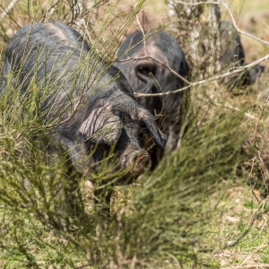 Le cochon gascon : un délice d’initiés