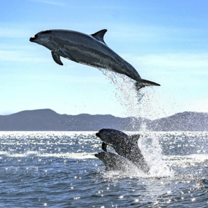 Bahia Conception, un paradis bleu entre ciel et mer Photo Mexcapade