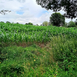 Paysage du pays de Herve