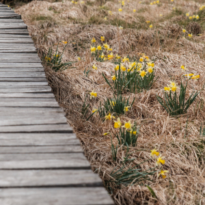 14. Les Hautes Fagnes