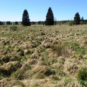 La tourbe fagnarde ( photo : F.Detry )
