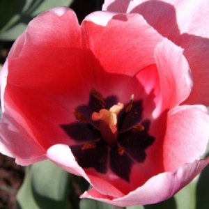   Les printemps  colorés de Keukenhof         