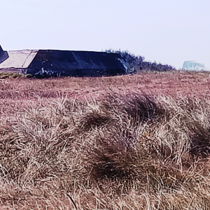 UTAH  BEACH  ( Photo F. Detry )