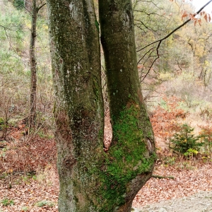 Nature en bord de Warchenne