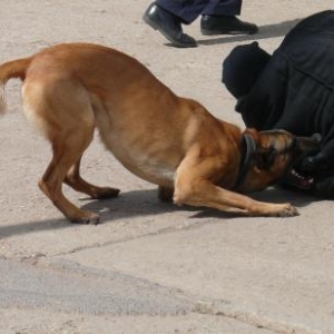 Le chien immobilise sa proie ( Zone de Police Stavelot -Malmedy )