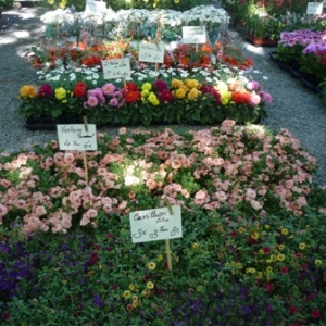 MALMEDY              15ème édition de la  Fête des Fleurs et du Jardin