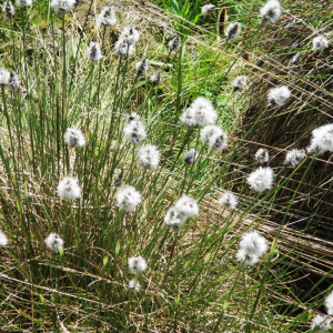 La tourbe fagnarde ( photo : F.Detry )