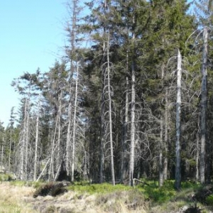 Epiceas plantes en terrain inapproprie  ( 25 ans )