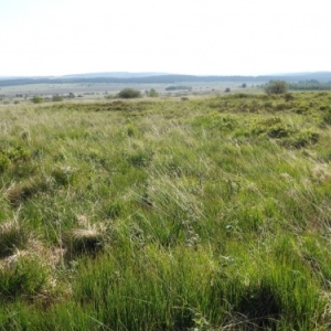 La Fagne wallonne ( photo de F. Detry )