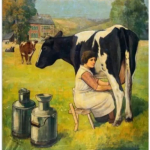 Fromage de Herve  ( photo : F. Detry )