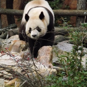 France                    Un zoo français accueille deux pandas géants.