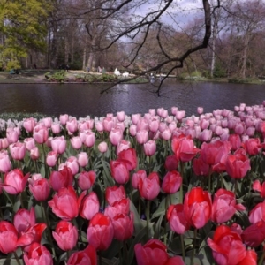   Les printemps  colorés de Keukenhof         