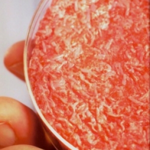 La viande in vitro