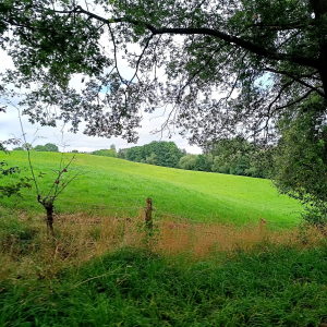 Paysage du plateau de Herve