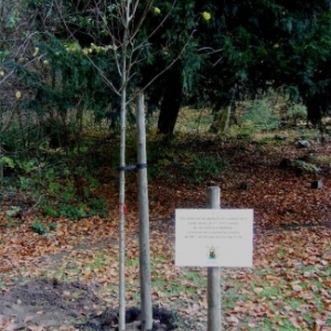 Les tilleuls dans le parc de l'abbaye