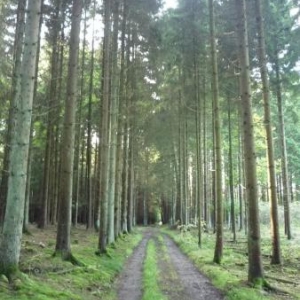 Passage en foret entre Driicht et Buret