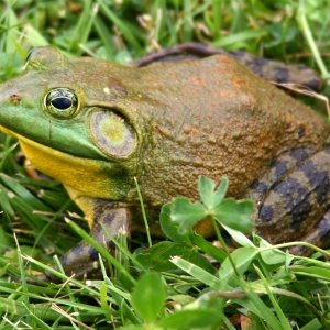 7 La grenouille taureau