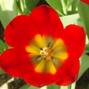   Les printemps  colorés de Keukenhof         