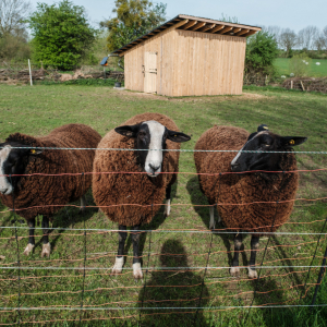 9. Les trois moutons