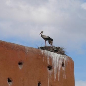 Cigognes etablies au Maroc