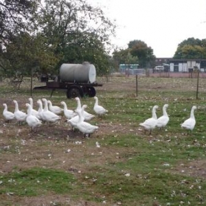 La ferme d'Artagnan : des oies en patureme