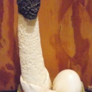 Phallus Impudicus