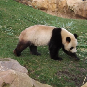 France                    Un zoo français accueille deux pandas géants.