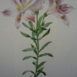 PJ Redoute Alstroemeria Pelegrina