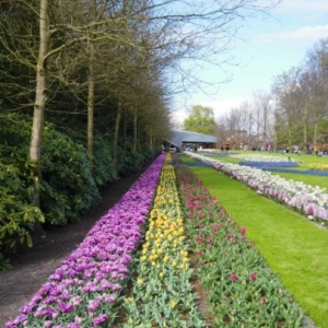   Les printemps  colorés de Keukenhof         