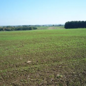 A hauteur de la borne - frontiere 265 : champs cultives ( cote Hachiville ( GD Luxembourg )