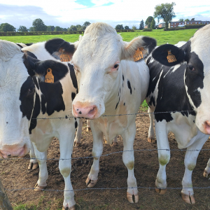 VENNTRILOGIE ETAPE 2 : EYNATTEN - EUPEN VENNTRILOGIE ETAPE 2 : EYNATTEN - EUPEN