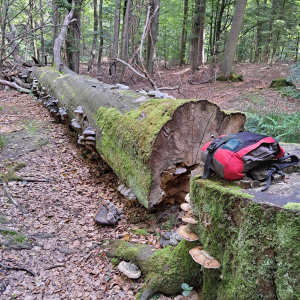 VENNTRILOGIE ETAPE 2 : EYNATTEN - EUPEN VENNTRILOGIE ETAPE 2 : EYNATTEN - EUPEN