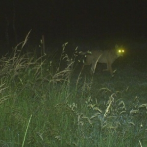 Un loup a de nouveau été aperçu mi-février dans les Hautes-Fagnes. 