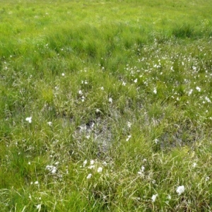 Flore de la Fagne wallonne ( photo O. Servais )