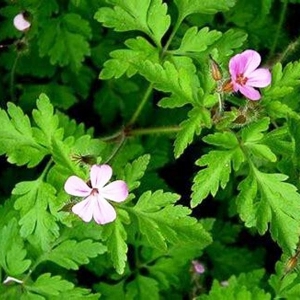 Le géranium herbe à Robert 