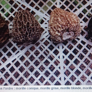 Les 4 types de morilles