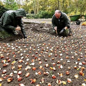 Keukenhof ( NL )