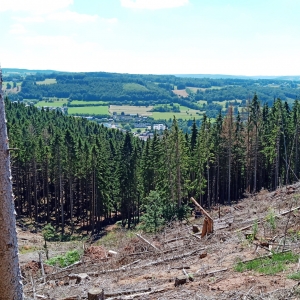 Abattage des épicéas  ( Photo F. Detry )