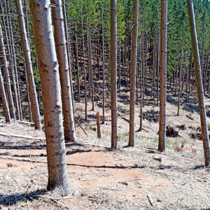 Mise à blanc  ( Photo F. Detry )