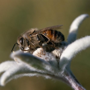 Cette abeille noire de Savoie, surprise en train de butiner un edelweiss dans le Parc national de la Vanoise, est la digne héritière de ces ancêtres. Elle est particulièrement adaptée à des hivers froids et longs et à la végétation qu’elle rencontre en montagne. © Parc national de la Vanoise – Ludovic Imberdis